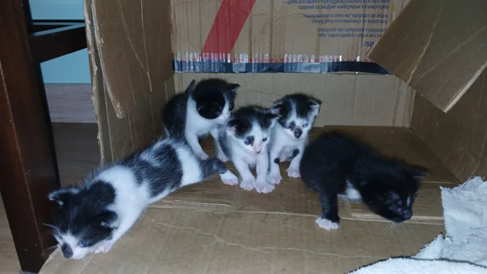 Gato raça SRD-ViraLata idade 2 a 6 meses nome Não tem nomes