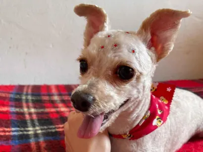 Cachorro raça SRD-ViraLata idade 6 ou mais anos nome Lilica