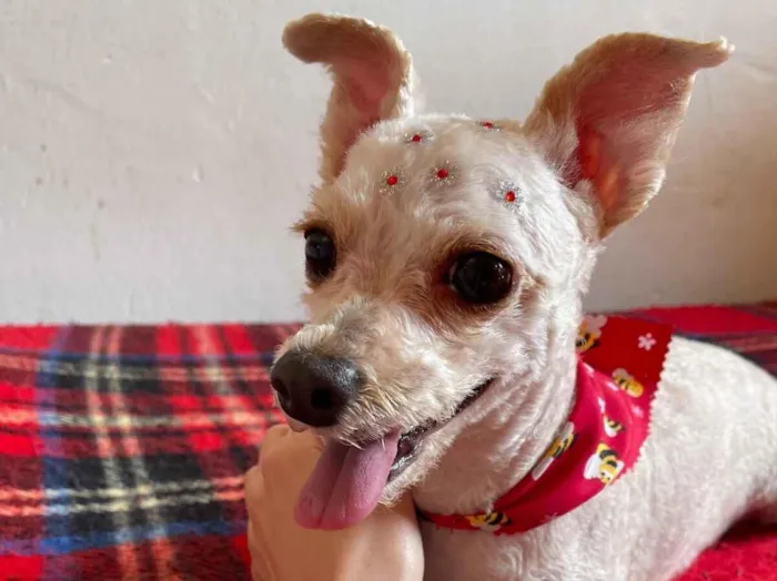 Cachorro raça SRD-ViraLata idade 6 ou mais anos nome Lilica