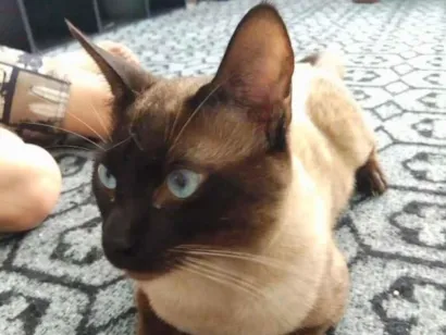 Gato raça Siamês idade 1 ano nome Mozart 