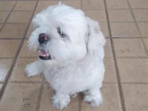 Cachorro raça Shitzu idade 1 ano nome Não sei 