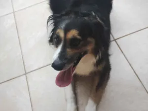 Cachorro raça SRD-ViraLata idade 6 ou mais anos nome Fox