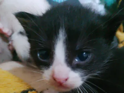 Gato raça SRD-ViraLata idade 2 a 6 meses nome ester