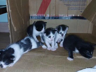 Gato raça SRD-ViraLata idade 2 a 6 meses nome Não tem nomes