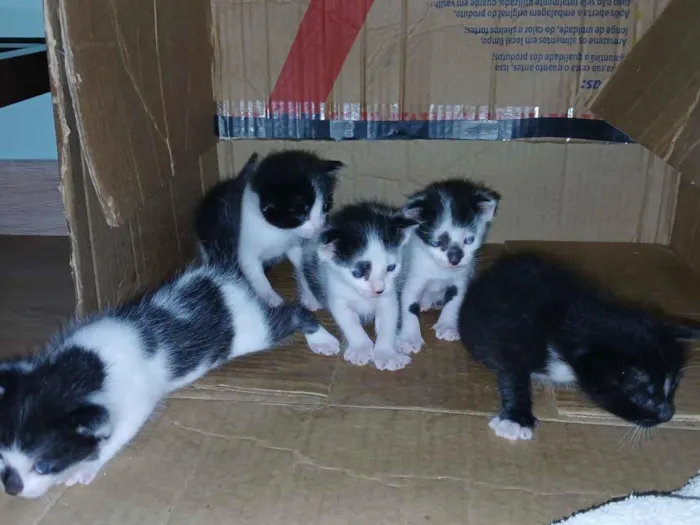 Gato raça SRD-ViraLata idade 2 a 6 meses nome Não tem nomes