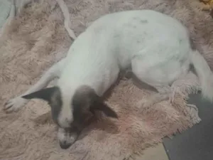 Cachorro raça SRD-ViraLata idade 4 anos nome Augusto 