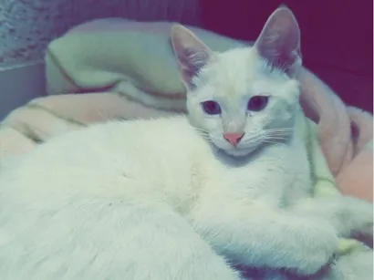 Gato raça SRD-ViraLata idade 2 a 6 meses nome Marrie