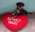 Cachorro raça SRD-ViraLata idade 2 a 6 meses nome Eros