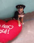 Cachorro raça SRD-ViraLata idade 2 a 6 meses nome Eros