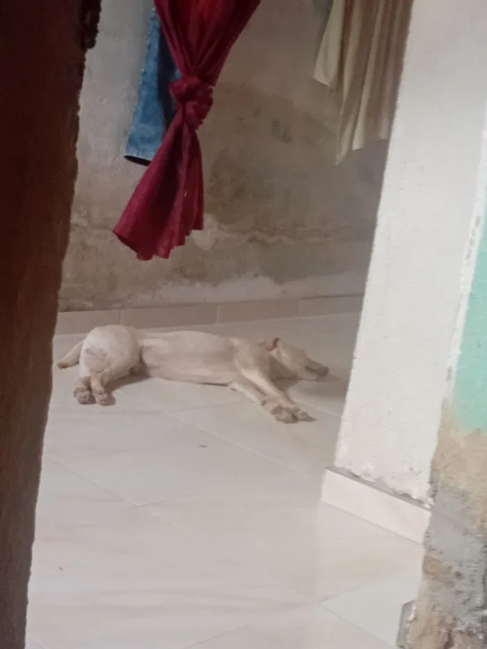 Cachorro raça SRD-ViraLata idade 2 a 6 meses nome Bob