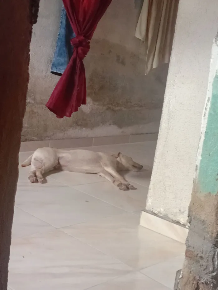 Cachorro raça SRD-ViraLata idade 2 a 6 meses nome Bob