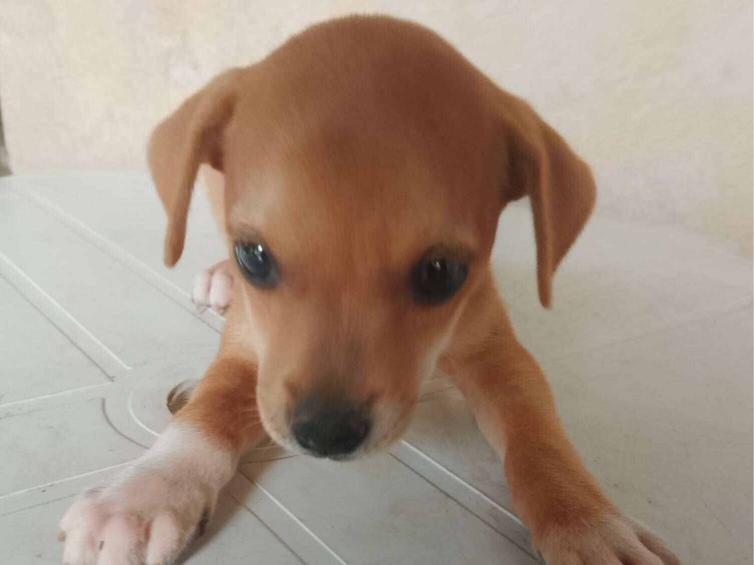 Cachorro raça SRD-ViraLata idade 2 a 6 meses nome Marronzinho 