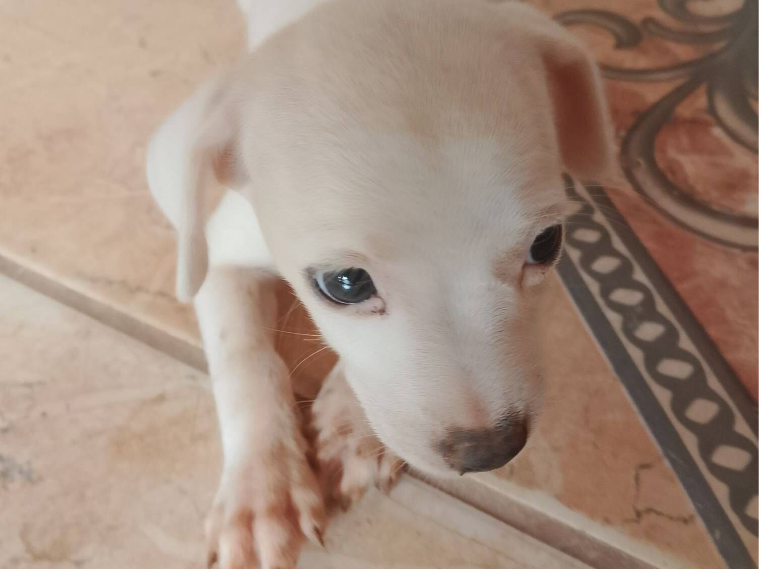 Cachorro raça SRD-ViraLata idade 2 a 6 meses nome Albina 