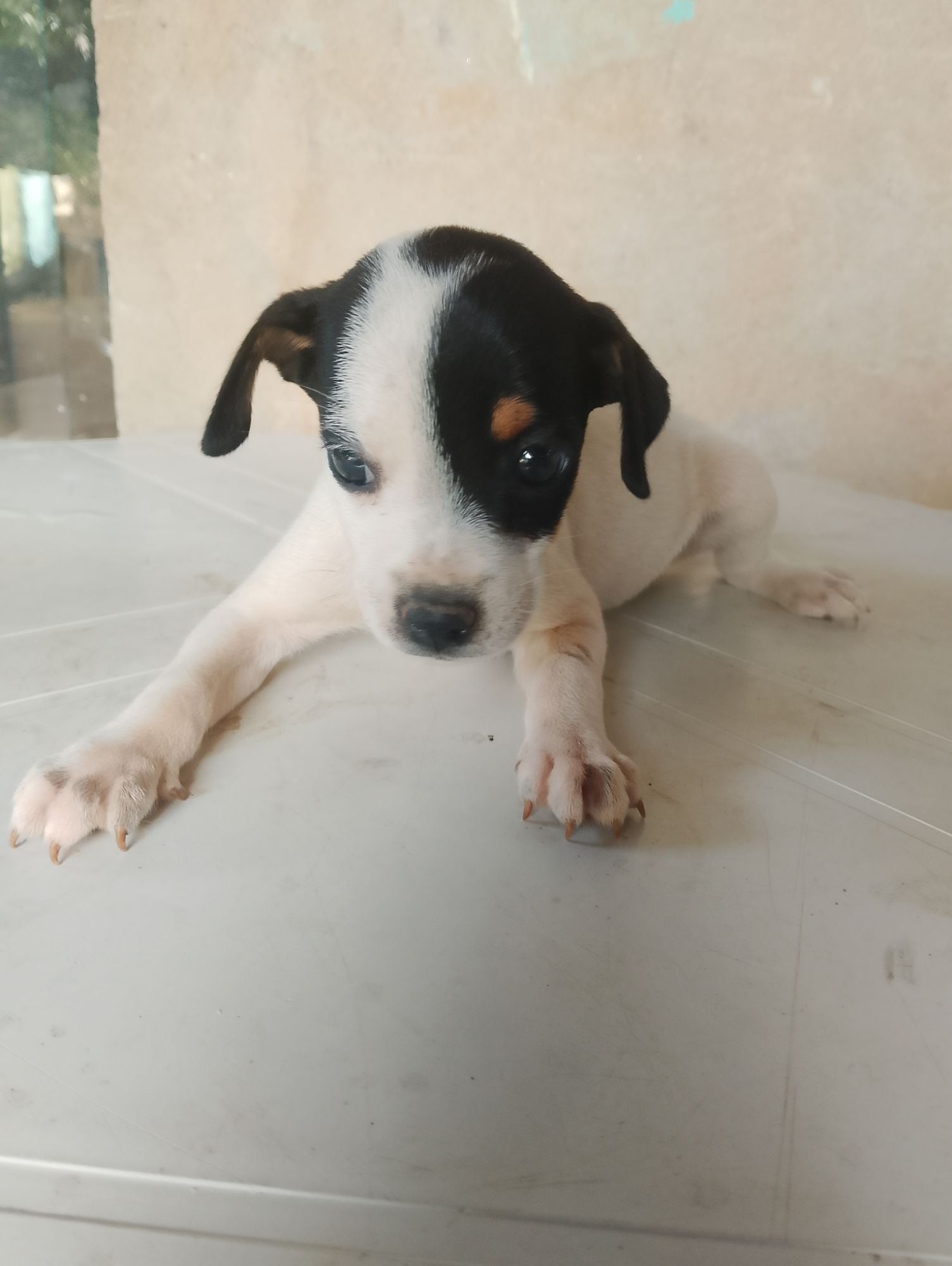 Cachorro raça SRD-ViraLata idade 2 a 6 meses nome Manchinha 