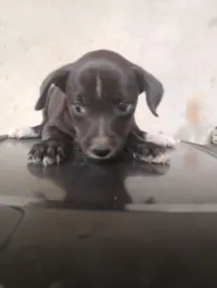 Cachorro raça SRD-ViraLata idade 2 a 6 meses nome Tampinha 