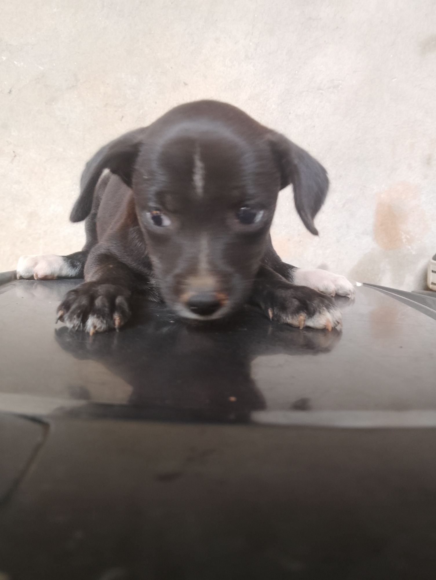 Cachorro raça SRD-ViraLata idade 2 a 6 meses nome Tampinha 