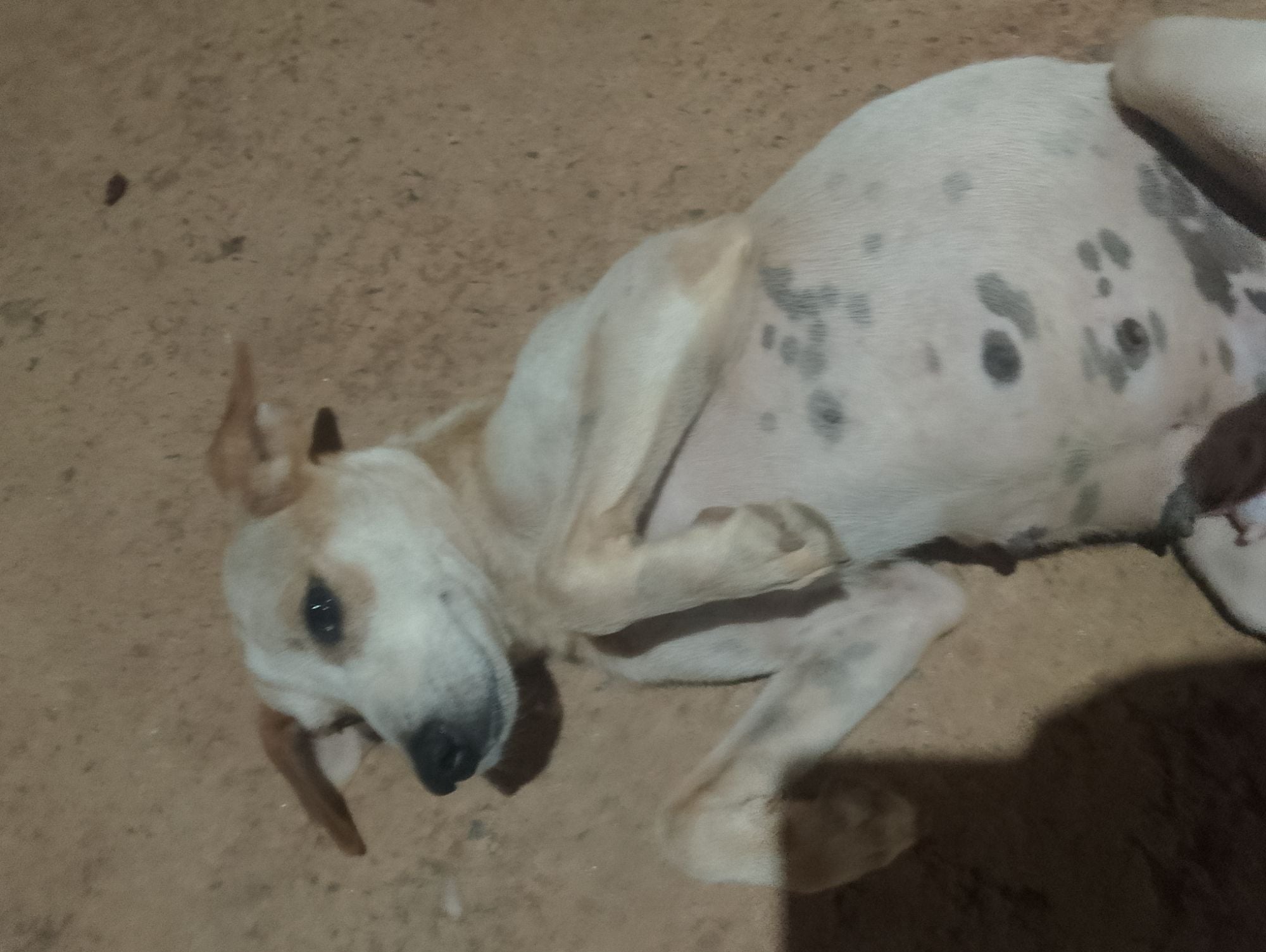 Cachorro raça SRD-ViraLata idade 2 anos nome Amora