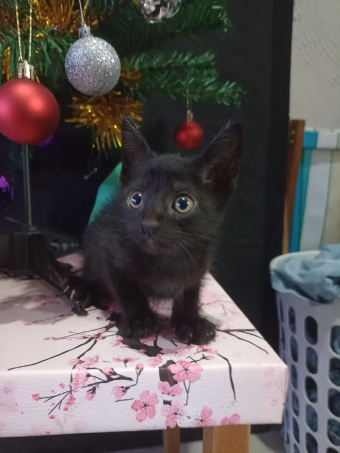 Gato raça SRD-ViraLata idade Abaixo de 2 meses nome Muitos gatinhos bebês 