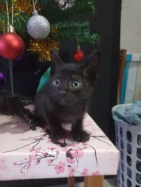 Muitos gatinhos bebês