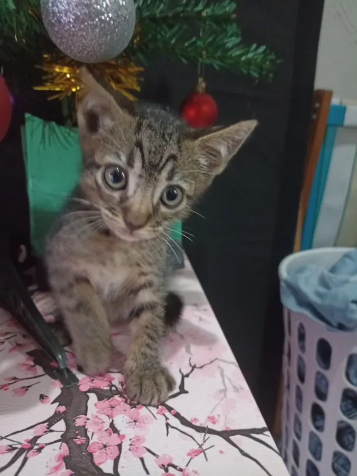 Gato raça SRD-ViraLata idade Abaixo de 2 meses nome Muitos gatinhos bebês 