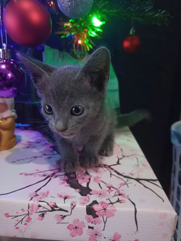 Gato raça SRD-ViraLata idade Abaixo de 2 meses nome Muitos gatinhos bebês 