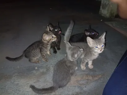 Muitos gatinhos bebês