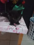 Muitos gatinhos bebês 