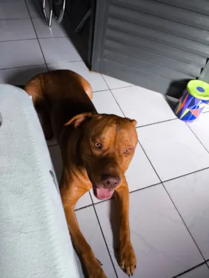 Cachorro raça Pit-Bull idade 2 a 6 meses nome Betove