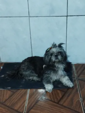 Cachorro raça Shitzu idade 1 ano nome Penélope 