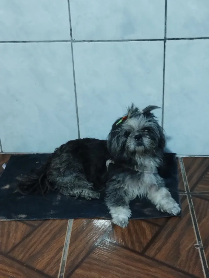 Cachorro raça Shitzu idade 1 ano nome Penélope 