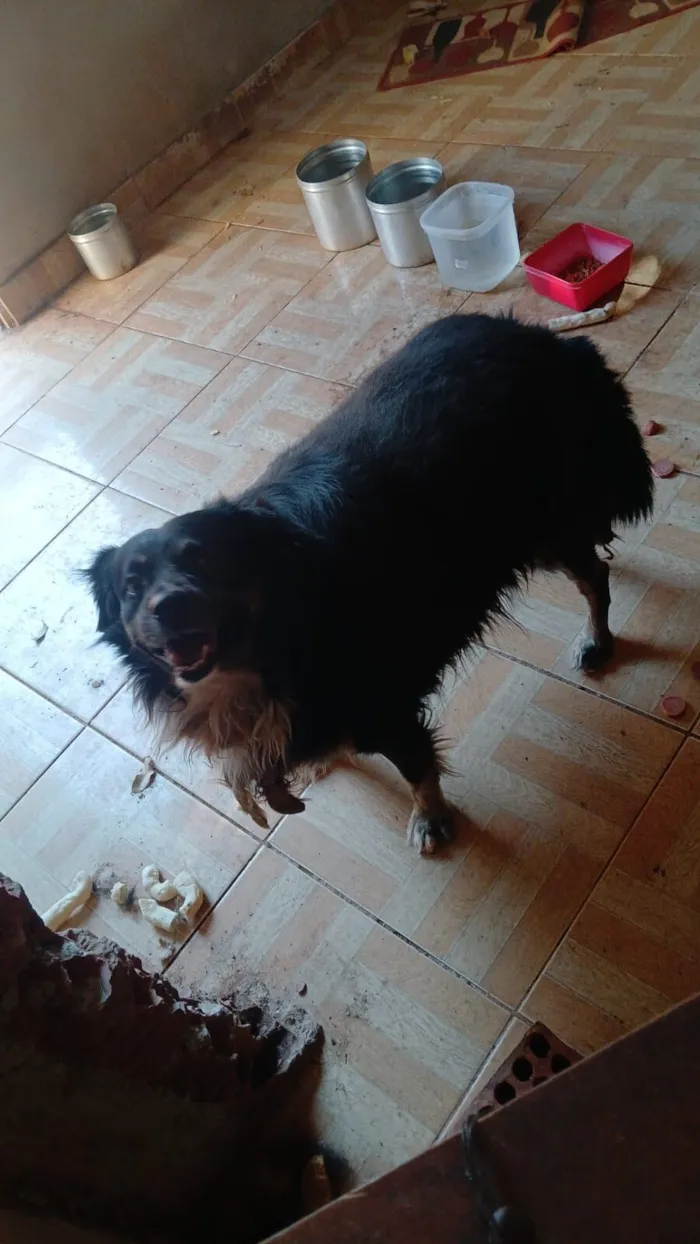 Cachorro raça SRD-ViraLata idade 6 ou mais anos nome Totó 