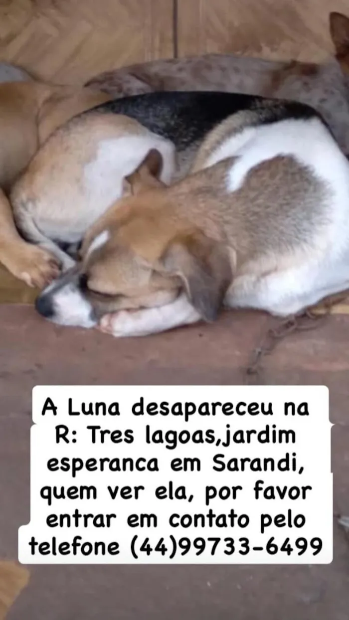 Cachorro raça SRD-ViraLata idade 2 anos nome Luna