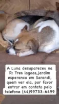 Cachorro raça SRD-ViraLata idade 1 ano nome Luna