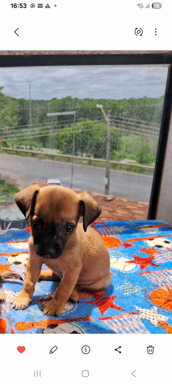 Cachorro raça SRD-ViraLata idade 2 a 6 meses nome Pedrinho 