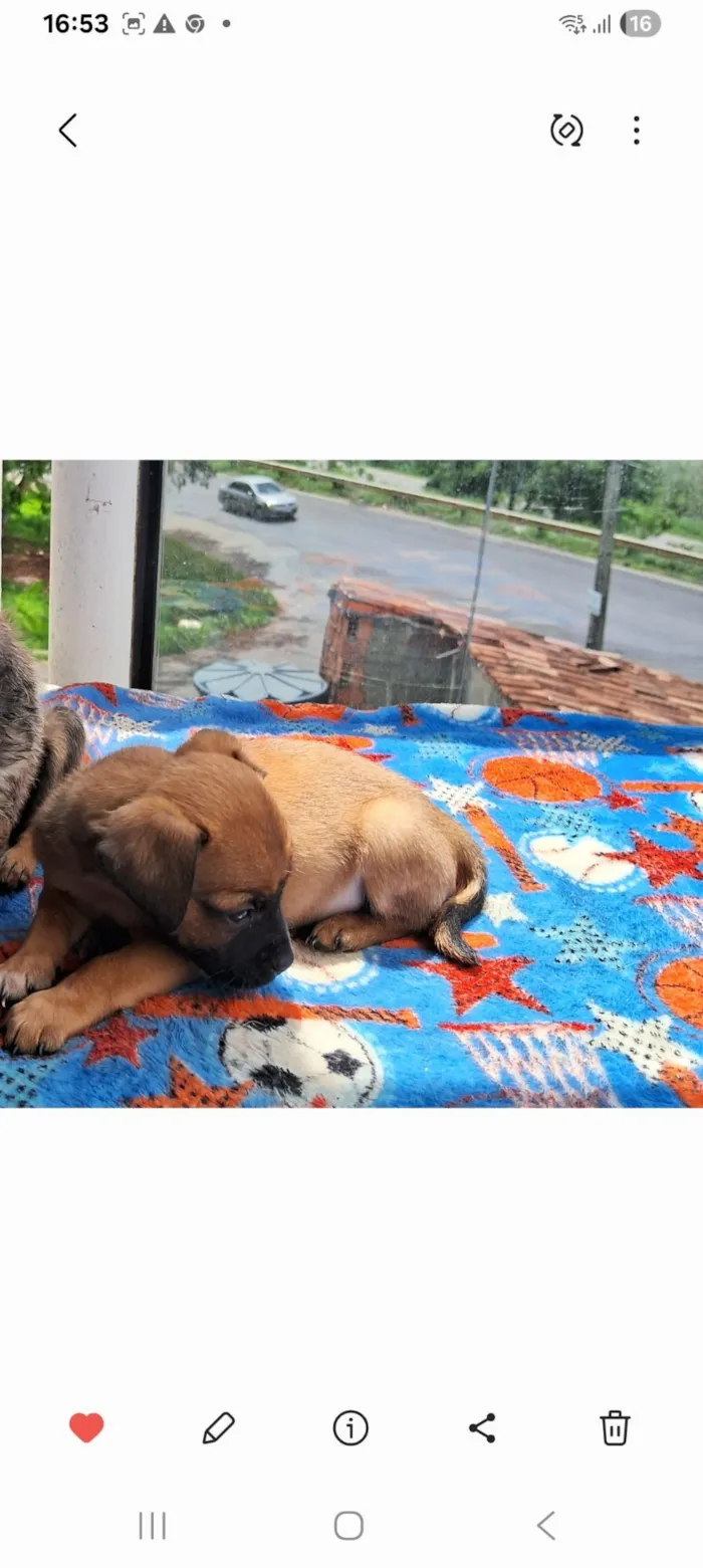 Cachorro raça SRD-ViraLata idade 2 a 6 meses nome Pedrinho 