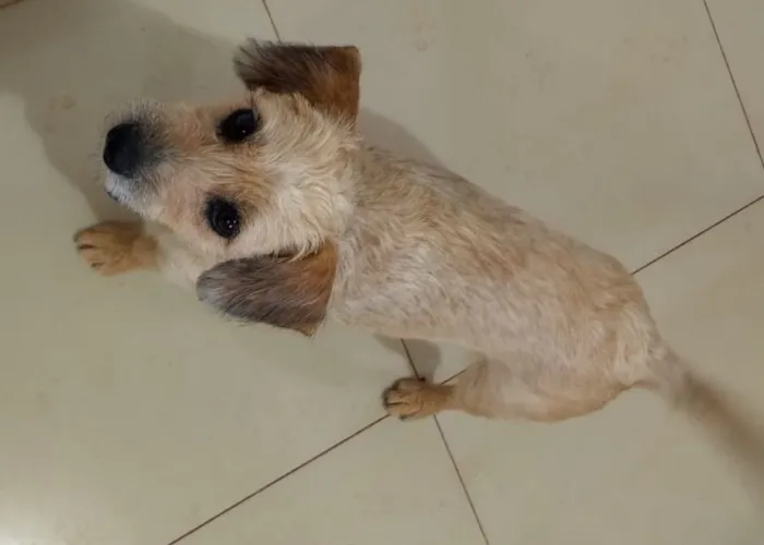Cachorro raça SRD-ViraLata idade 2 anos nome Pequena