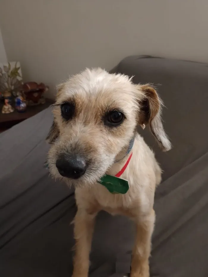 Cachorro raça SRD-ViraLata idade 2 anos nome Pequena