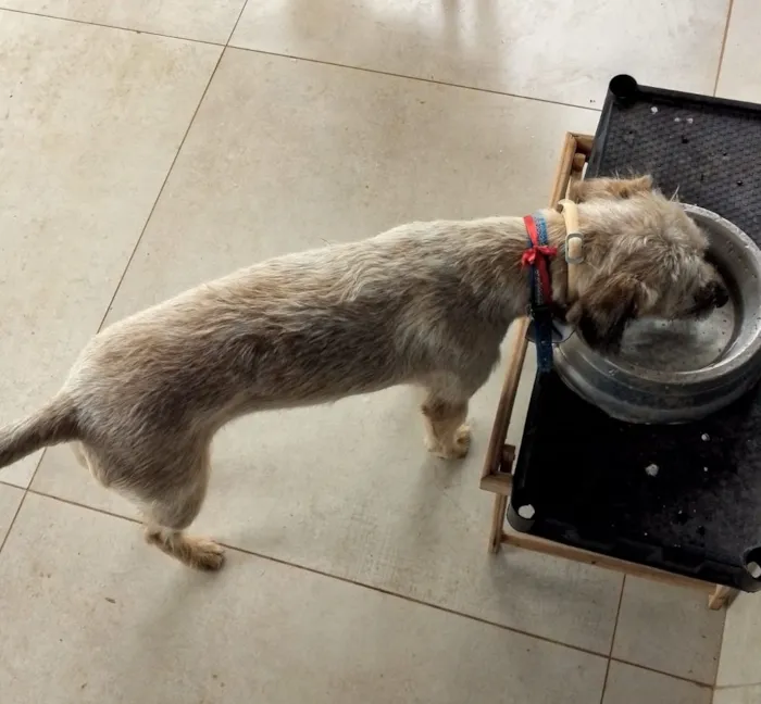 Cachorro raça SRD-ViraLata idade 2 anos nome Pequena