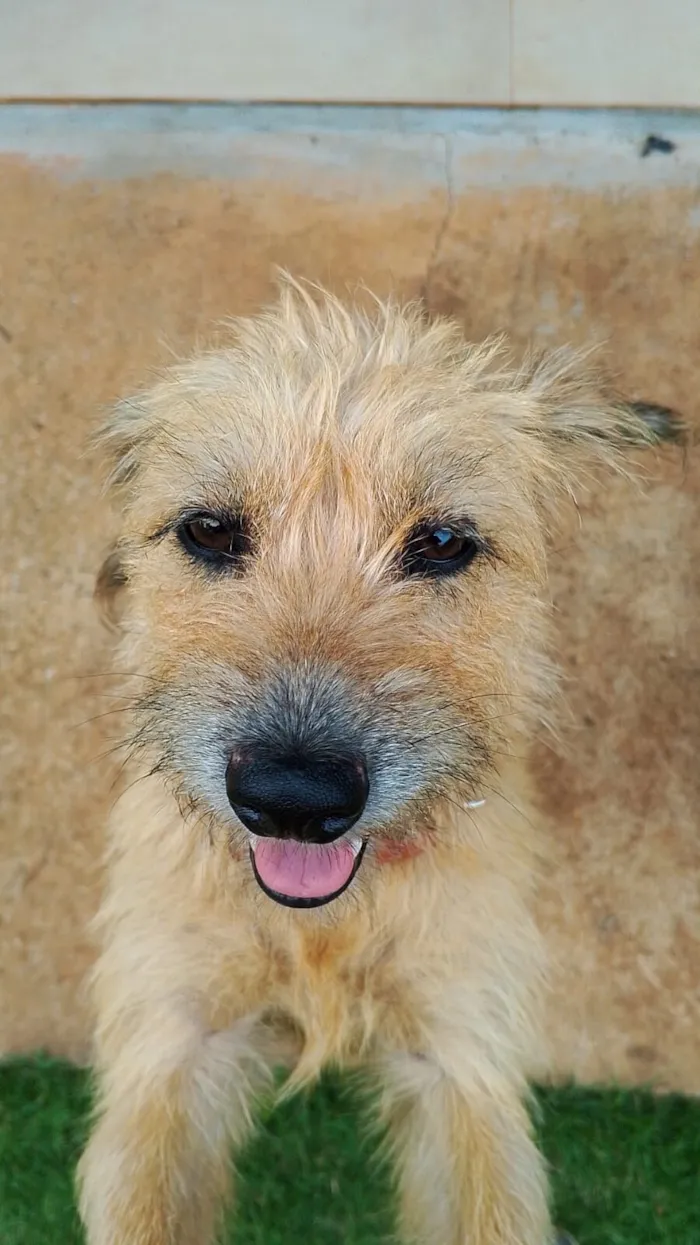 Cachorro raça SRD-ViraLata idade 2 anos nome Pequena