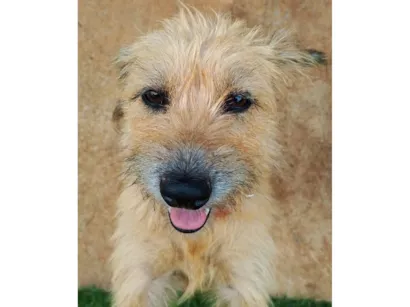 Cachorro raça SRD-ViraLata idade 2 anos nome Pequena