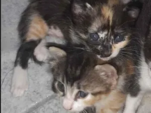 Gato raça SRD-ViraLata idade Abaixo de 2 meses nome Sem nome