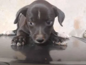 Cachorro raça SRD-ViraLata idade 2 a 6 meses nome Tampinha 