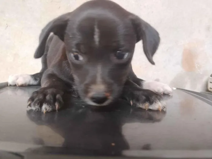 Cachorro raça SRD-ViraLata idade 2 a 6 meses nome Tampinha 
