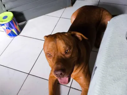 Cachorro raça Pit-Bull idade 2 a 6 meses nome Betove