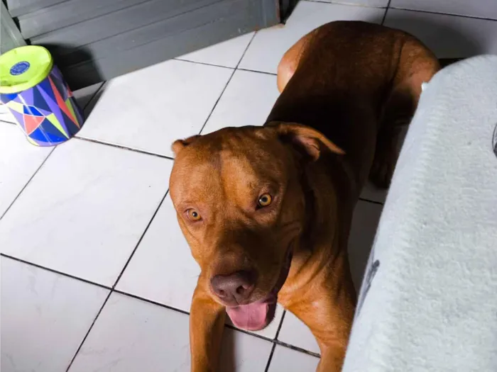 Cachorro raça Pit-Bull idade 2 a 6 meses nome Betove