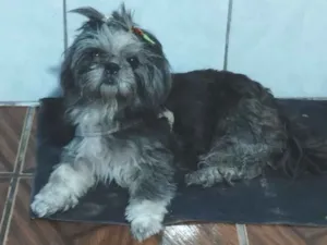 Cachorro raça Shitzu idade 1 ano nome Penélope 