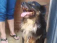 Cachorro raça SRD-ViraLata idade 6 ou mais anos nome Totó 