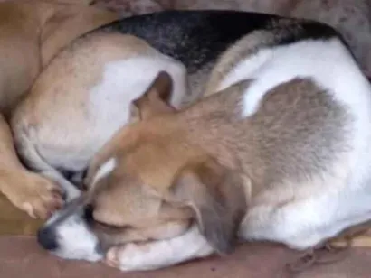 Cachorro raça SRD-ViraLata idade 1 ano nome Luna