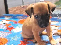 Cachorro raça SRD-ViraLata idade 2 a 6 meses nome Pedrinho 