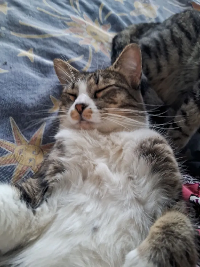 Gato raça SRD-ViraLata idade 3 anos nome GATINHA MAE E FILHO 